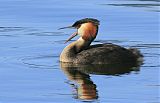 Great Crested Grebe